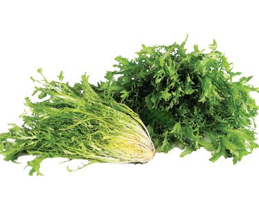 Frisee Endive Seeds